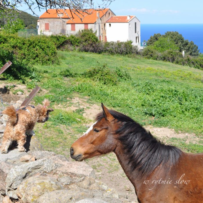 podróżowanie z psem Korsyka