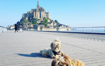 Mont Saint Michel z psem. Da się?